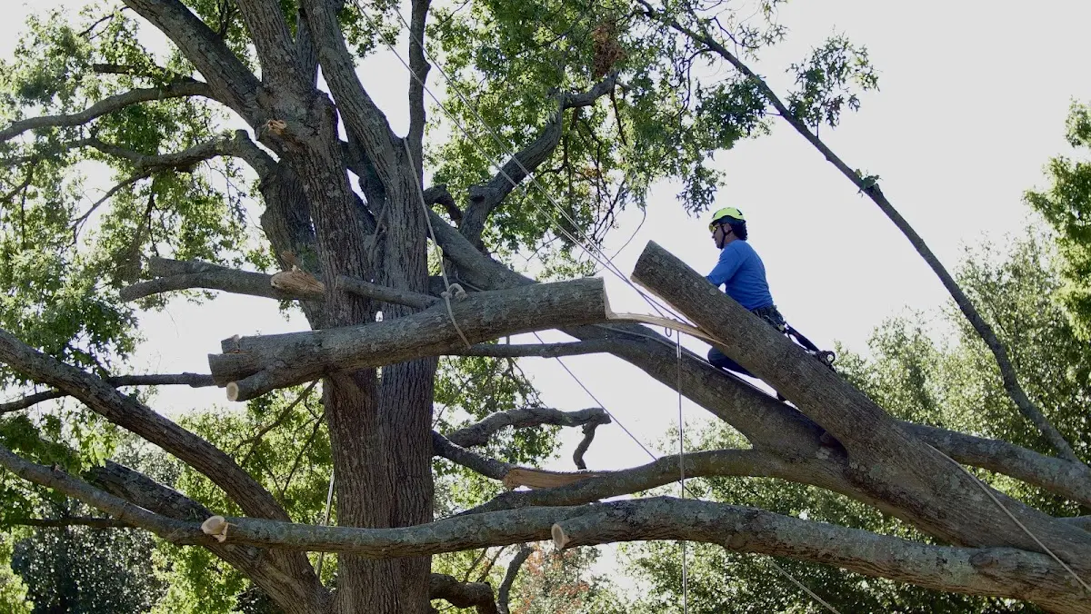 Professional Crown Thinning performed by certified arborists in South Bend